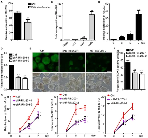 Jyuki  SOX17 Antibody [Unconjugated] (AF1924): Novus Biologicals