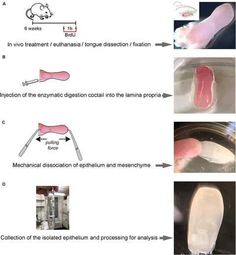 Frontiers | Three-Dimensional Imaging and Gene Expression