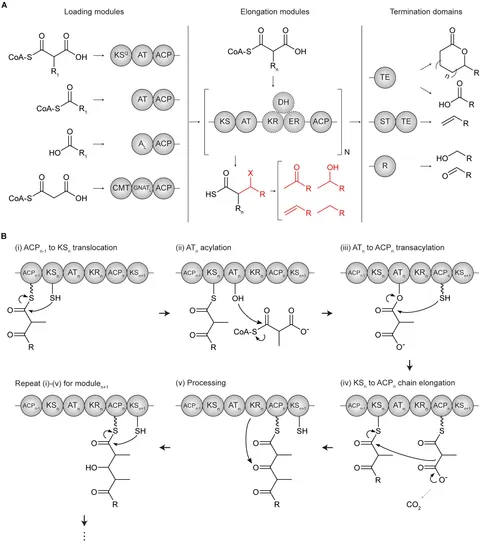 休日限定 Frontiers Non and Synthases Polyketide Modular Repurposing | SF・ファンタジー・ホラー