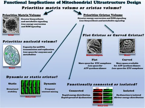 Progress of Fabrication and Applications of Electrospun
