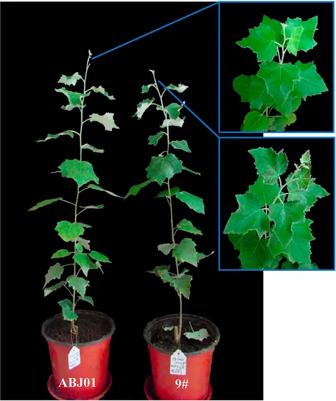 Frontiers | Effect of Overexpression of JERFs on