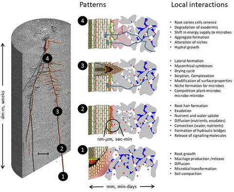 Harnessing the Rhizosphere Soil Microbiome of Organically