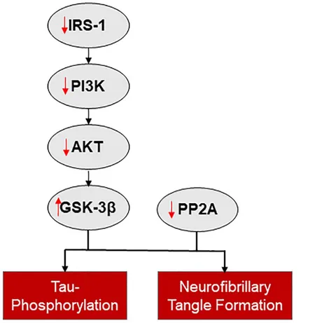 Frontiers | Role of Insulin in Neurotrauma and Frontiers | Role of Insulin in Neurotrauma and