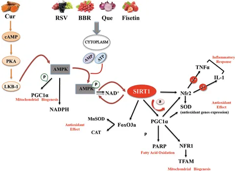 コスタ Is Berberine a Natural Alternative to Metformin? | Naturecan UK