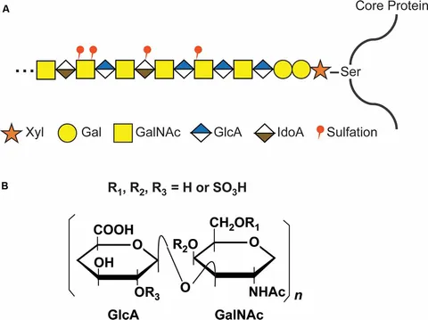 Frontiers | Role of Chondroitin Sulfation Following Spinal
