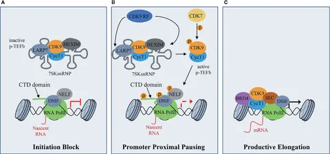 PSA9 初期 融合 Polymerization Inhibition of CD44 suppresses the formation of fibrotic scar