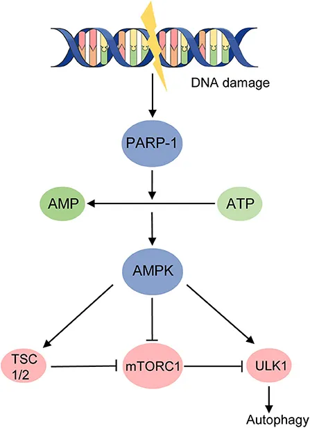 fmed-07-554134-g002.jpg