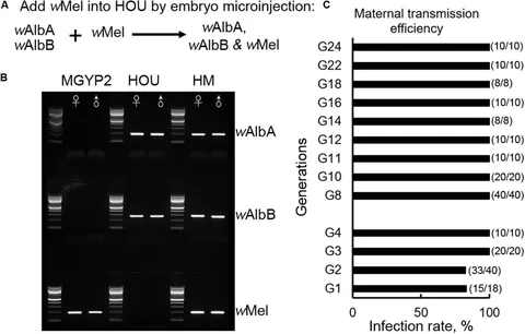 Frontiers | Wolbachia Inter-Strain Competition and