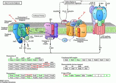 Frontiers | Quantitative Proteomic Profiling of Marine