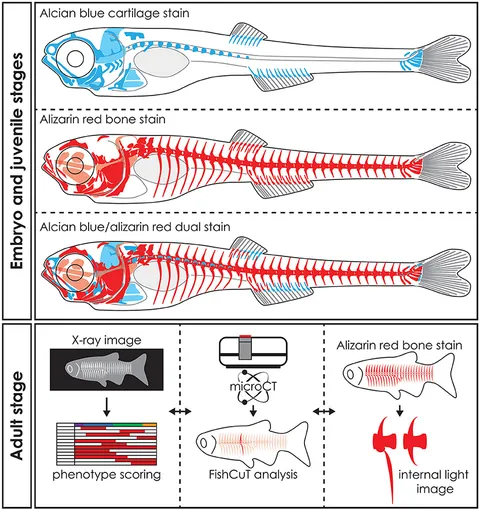 Frontiers | Zebrafish: A Resourceful Vertebrate Model to