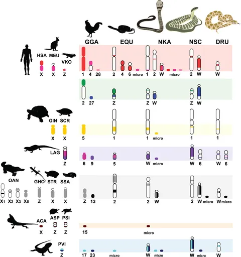 その他 TNT Boys Sex Symbols SOTIQUE C-1038 Sex-limited chromosomes and non-reproductive traits | BMC