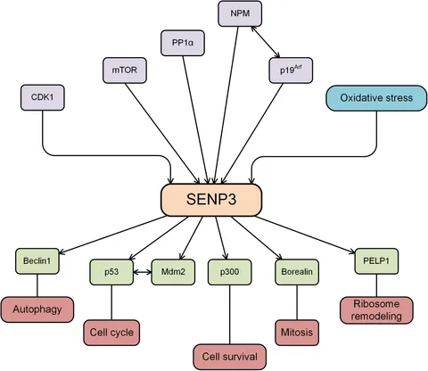 fphys-11-558220-g001.jpg
