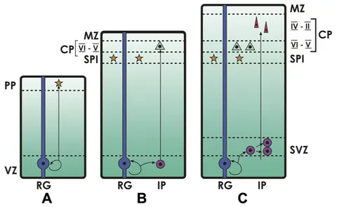 Frontiers | Neural progenitors, patterning and ecology in Frontiers | Neural progenitors, patterning and ecology in