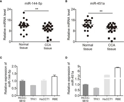 Frontiers | miR-144-5p and miR-451a Inhibit the Growth of