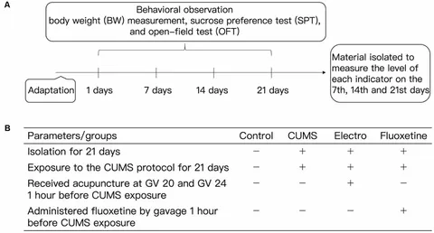 Y Frontiers | Mechanisms Underlying the Antidepressant Effect
