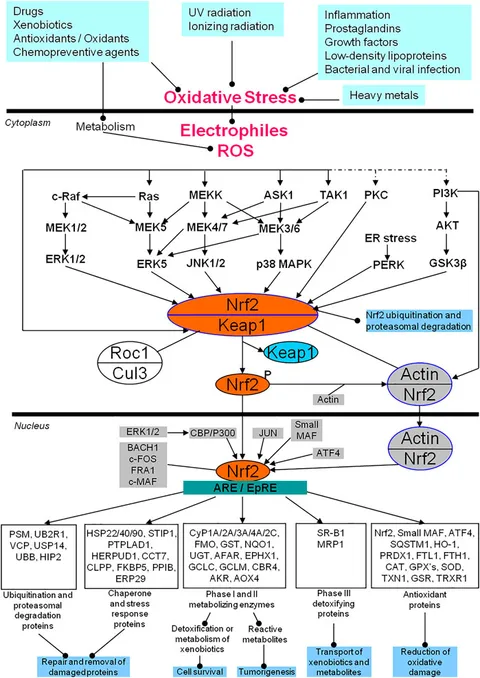 Frontiers | Targeting Nrf2-Mediated Oxidative Stress
