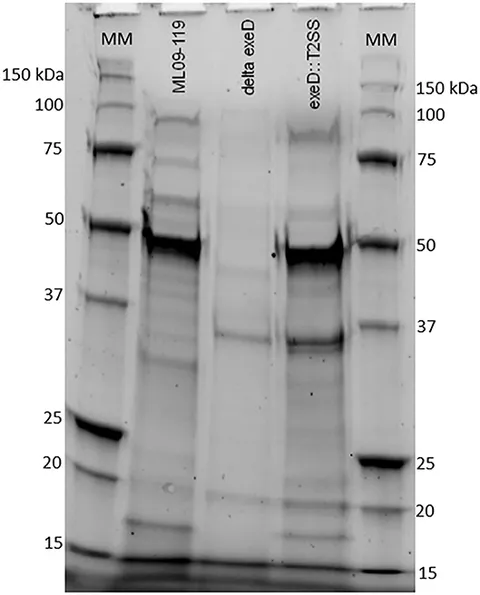 Frontiers | Type II Secretion Is Essential for Virulence of