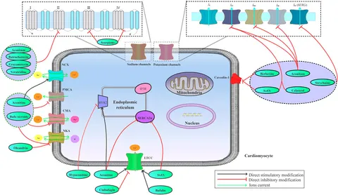 Frontiers | Risk Compounds, Preclinical Toxicity Evaluation, and