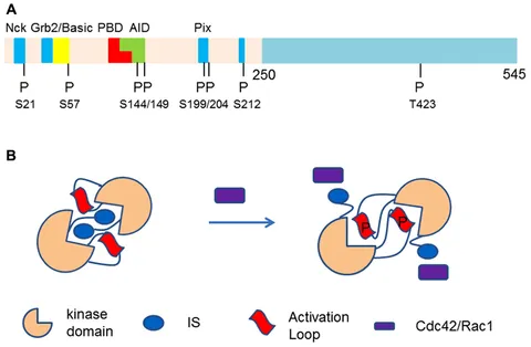 Frontiers | Unique catalytic activities and scaffolding of