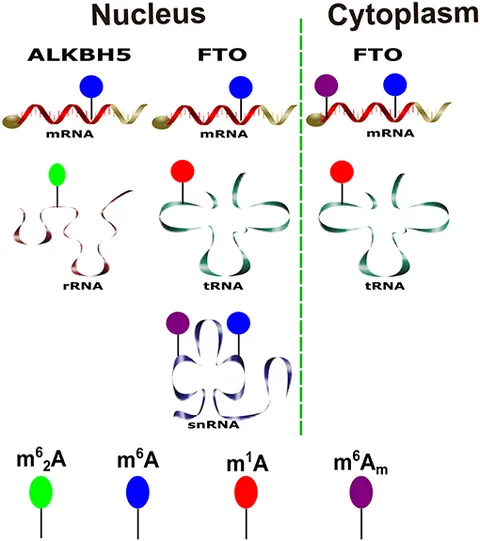 Frontiers | A Ménage à trois: NLRC5, immunity, and metabolism