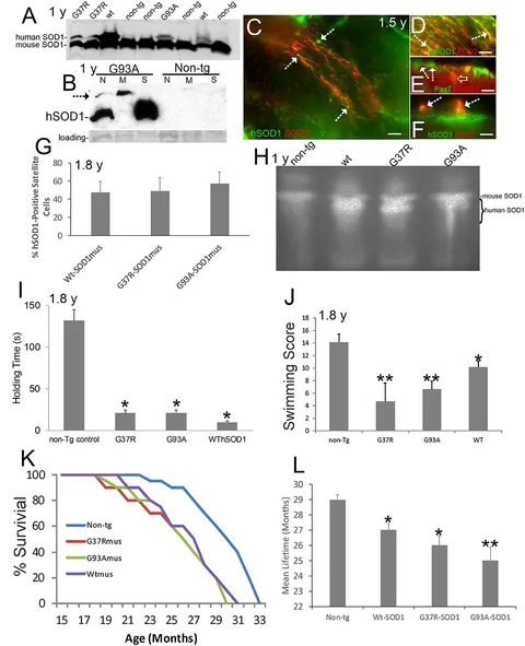 Frontiers | Skeletal Muscle-Restricted Expression of Human