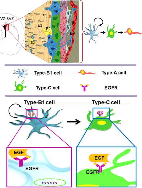YS Progress in Electronic, Energy, Biomedical and Environmental