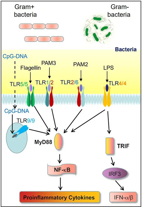 Frontiers | Toll-Like Receptors Recognize Intestinal
