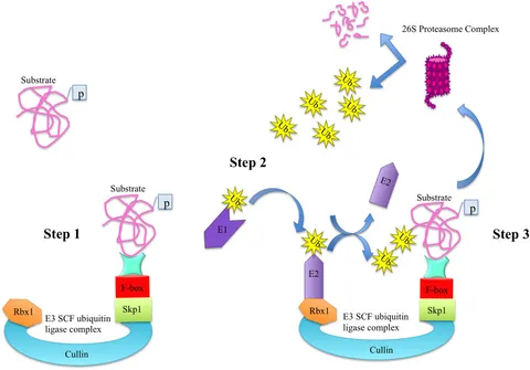 AK Nobiletin, an activator of the pyruvate kinase isozyme M1/M2