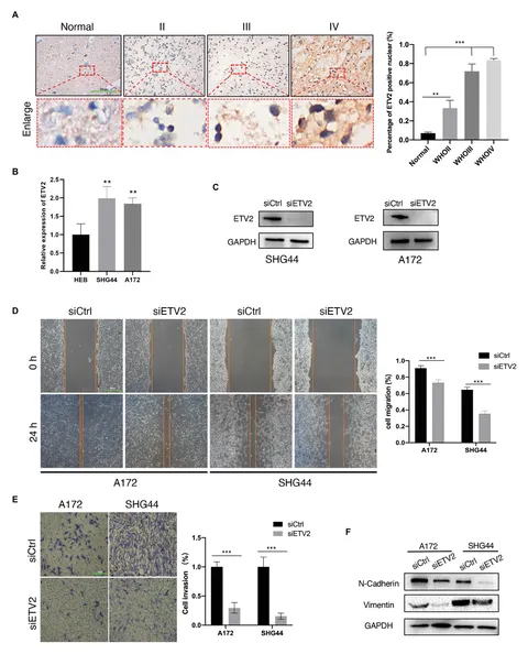 fgene-12-616507-g011.jpg