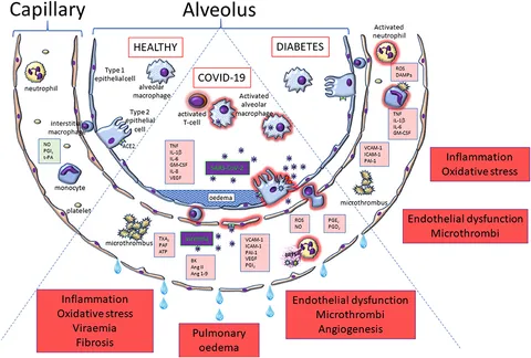 Frontiers | Why Is COVID-19 More Severe in Patients With