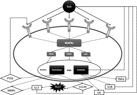 Frontiers | Serum Amyloid A in Inflammatory Rheumatic