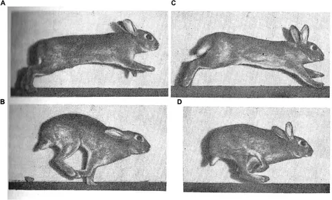 mi Frontiers | Lagomorpha as a Model Morphological System
