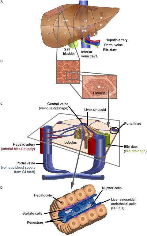健康・医学 The Liver: Biology and Pathobiology 5th The Liver: Biology and Pathobiology: Arias, Irwin M