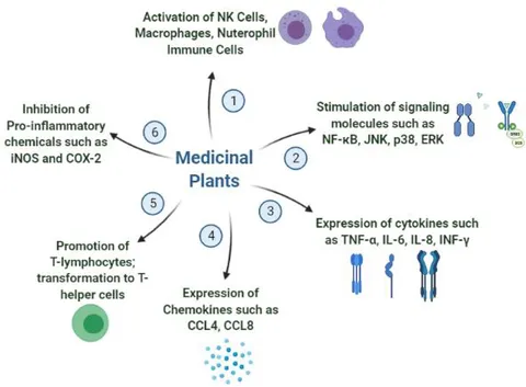 Frontiers | Medicinal Plants and Isolated Molecules