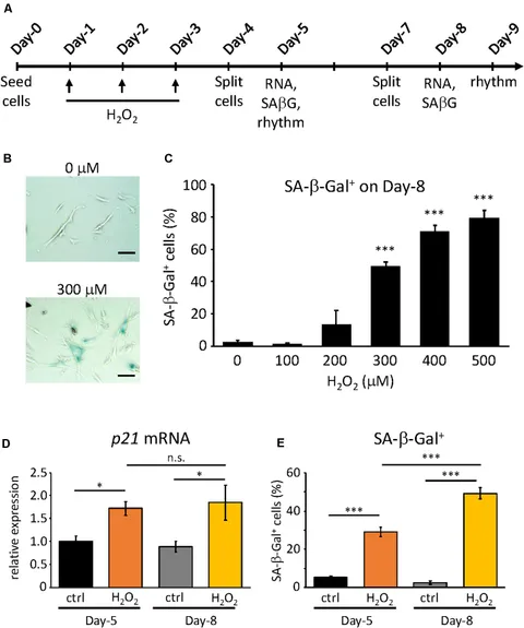 あきページCELL RHYTHM 2025 20th あきページCELL RHYTHM 2025 20th あき様専用ページCELL RHYTHM