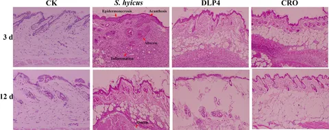 洋書 Insect Histology 洋書 Insect Histology Amazon.com: Insect Histology