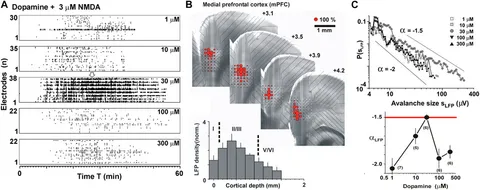Frontiers | Self-Organized Criticality in the Brain