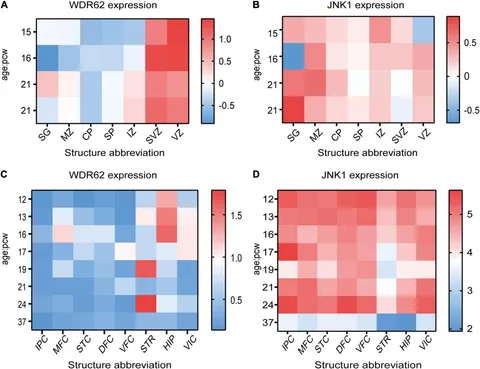 Frontiers | Pathophysiological Significance of WDR62 and JNK