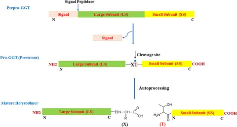サドンアタック Frontiers | Bacterial Gamma-Glutamyl Transpeptidase, an