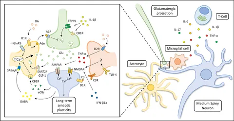 通販生活 ファッション in Cross-Talk Neuro-Immune | Frontiers the From Striatum: ピンズ・ピンバッジ・缶バッジ