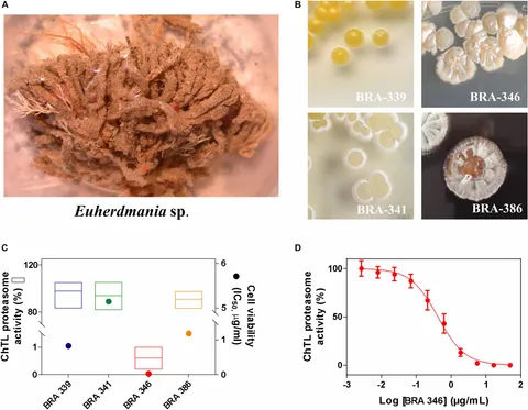 Biomineralized RuO2 Nanozyme with Multi‐Enzyme Activity for