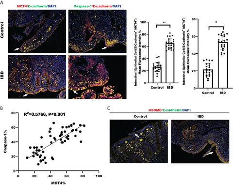 Frontiers | Monocarboxylate Transporter 4 Triggered Cell