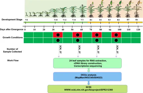 fgene-12-645443-g001.jpg fgene-12-645443-g001.jpg
