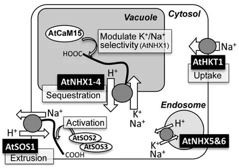 Metabotropic glutamate receptor 7 - Wikipedia