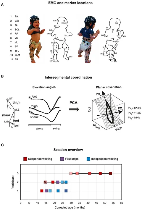 Frontiers | Early Development of Locomotor Patterns and