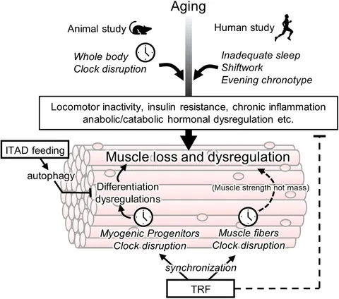 Chronobiology: Focusing on the biological clock for