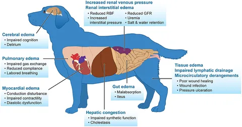 Frontiers | Effects of IV Fluids in Dogs and Cats With
