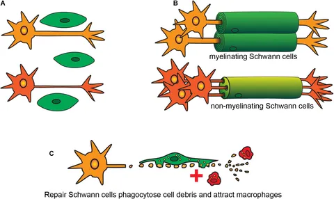 VS セット Frontiers | Phagocytosis by Peripheral Glia: Importance for