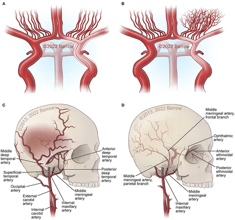Frontiers | Physiological and pathophysiological mechanisms