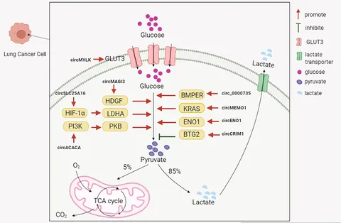 Frontiers | Circular RNAs in Lung Cancer: Recent Advances Frontiers | Circular RNAs in Lung Cancer: Recent Advances